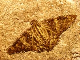 Moth Fossil